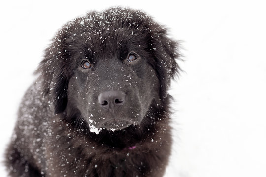 A Black Newfoundland Puppy In The Snow