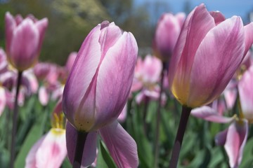 tulips in the garden