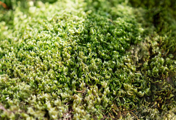 Obraz premium Fluffy soft green moss in the forest.