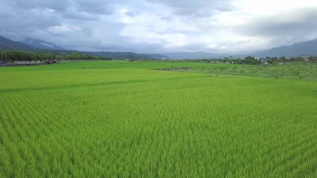 Flying pass the paddy rice field.The whole rice field is like a green carpet. 