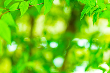 Fototapeta na wymiar green tree leaves on blurred background