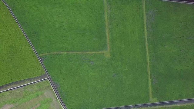 Aerial top down view of rice field. The whole rice field is like a green carpet.The breeze blows through the rice fields, making it a green wave. - Yuli, Hualien County, Taiwan.