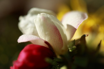 Fototapeta na wymiar Sprint Love flowers