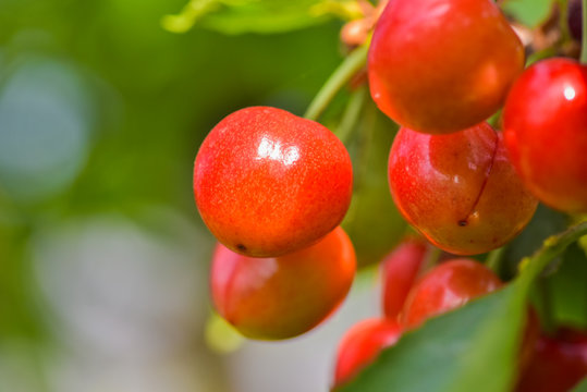 Close-up photos of ripe sour cherries