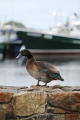 Beautiful duck on stone wall