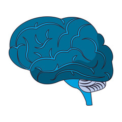 brain size view icon cartoon