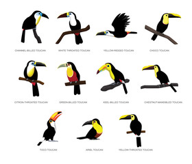 Various Toucan Set Cartoon Vector Illustration
