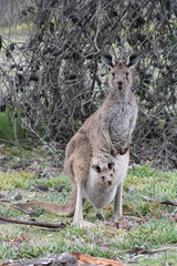 Naklejka na ściany i meble Curious Kangaroo and Joey