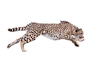 Cheetah Running ,Isolated on white Background