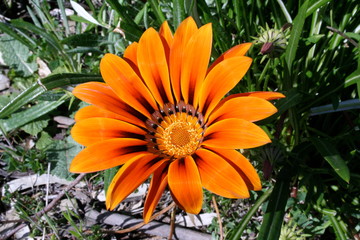 Bright Orange Flower Blooming
