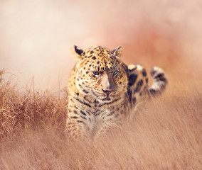 Leopard resting in the grass
