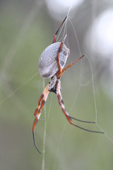 Spider repairing web