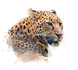 Portrait of Leopard .Watercolor illustration © SunnyS