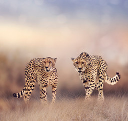 Cheetahs in the grassland