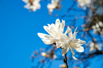 コブシの花
