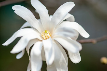 Fototapeta premium コブシの花
