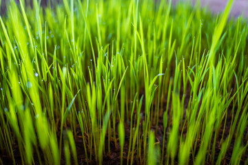 Rice paddy in Champasak, Laos