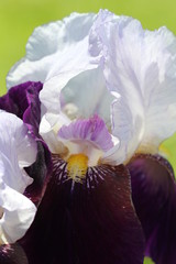 Fototapeta na wymiar Beautiful Iris Bloom