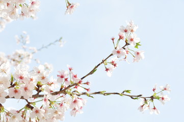 桜と青空