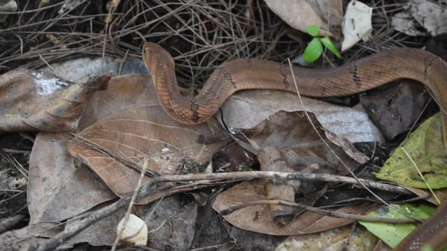 The Banded kukri snake ( Oligodon fasciolatus ) in forest , Black stripes on the body of brown reptile in Thailand