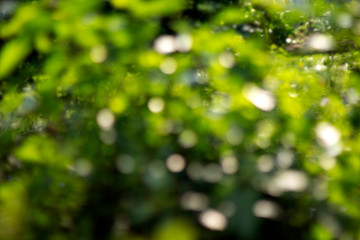 bokeh green background , abstract green background