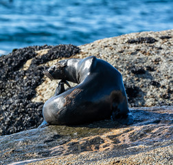 Cape Fur Seal