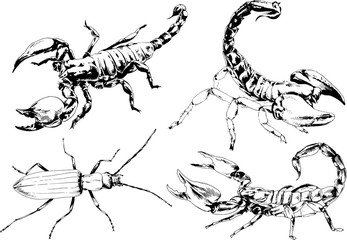 vector drawings sketches different insects bugs Scorpions spiders drawn in ink by hand , objects with no background	