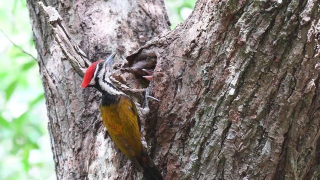 Common Flameback Woodpecker is feeding the baby in the nest on the tree.