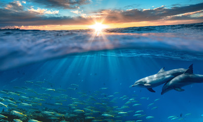 Beautiful tropical sea underwater background with traveling dolphins in blue water