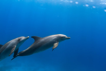 Naklejka na ściany i meble Wild Dolphins in blue sea water, underwater shot