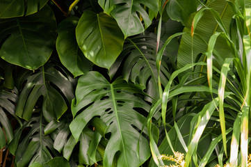 Tropical green monstera leaves in jungle