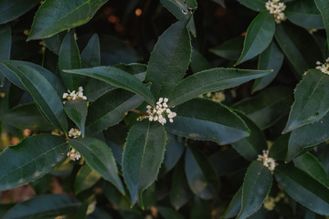 White Sweet osmanthus flower on a tree