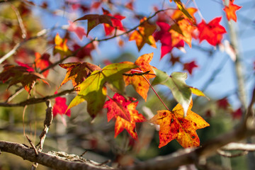Maple leaves that begin to change colors according to the season.