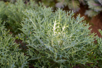 The beautiful cabbage at The Royal Agricultural Station Inthanon, Chiang Mai, Thailand