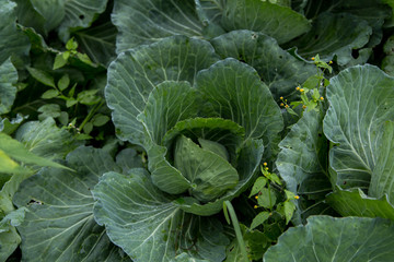 Cabbage or Brassica oleracea capitata, Black Cabbage, Borecole, Broccoli, top view