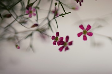 Obraz na płótnie Canvas Lovely small pink flowers in the field closeup macro