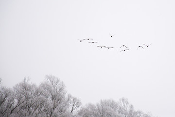 Birds in a distance on a cold winter day