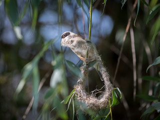 Fototapeta premium Close up of a single mature Penduline Tit male bird building a nest in the wild- Romania