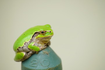 シュレーゲルアオガエル