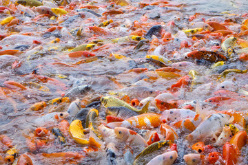 Obraz na płótnie Canvas Tilapia and Koi fish/Fancy carp fish swimming waiting for food in the pond a variety of colors, being swimming waiting for food from tourists. Nature create beautiful colorful. Nature background