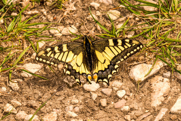 swallowtail butterfly in spring in Germany