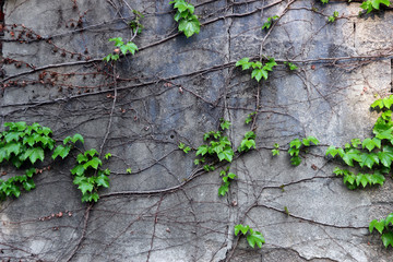 ivy on a wall