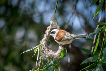 Close up of a single mature Penduline Tit male bird building a nest in the wild- Romania