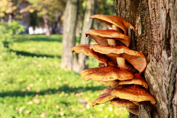 Polypore mushroom on the tree.