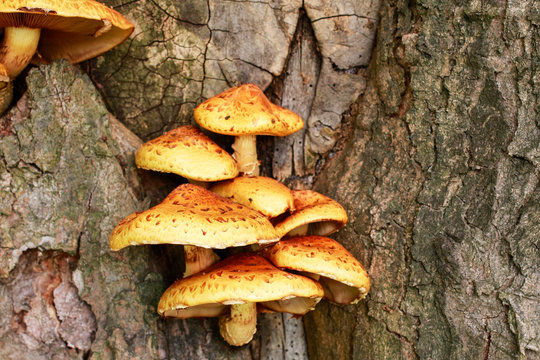 Polypore mushroom on the tree.