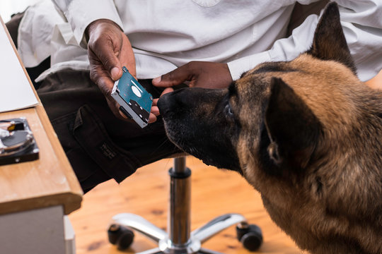 Head of a German Shepherd Dog is sniffing a computer hardrive - Powered by Adobe