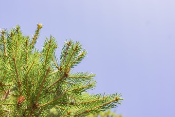 Christmas tree branches against the sky. branches of fir to an empty background