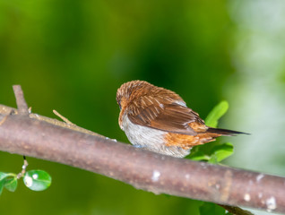 A Garrulax sannio cheek resting on a branch