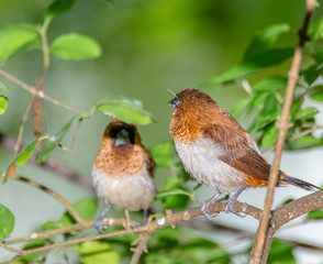 A Garrulax sannio cheek resting on a branch