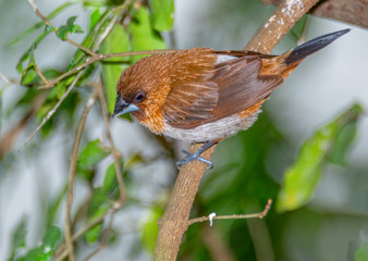 A Garrulax sannio cheek resting on a branch